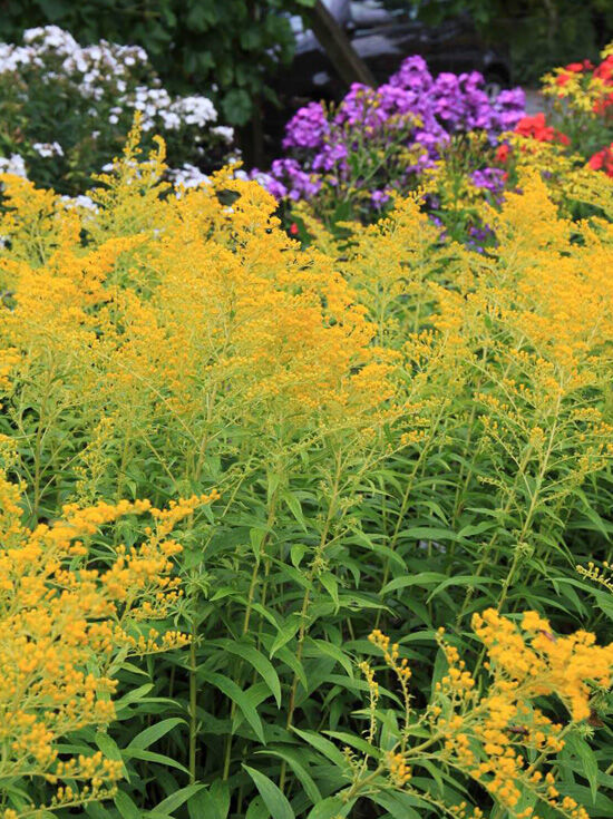 Goldrute 'Golden Mosa' / Solidago 'Golden Mosa'