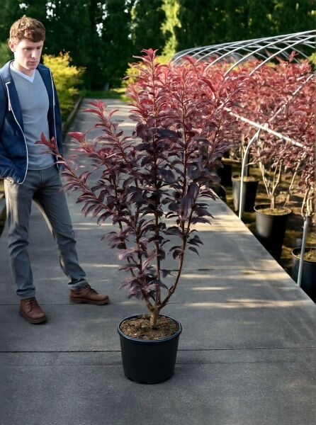 Prunus serrulata 'Royal Burgundy' / Rotblättrige Nelken-Kirsche 'Royal Burgundy', ca. 100-125 cm, im C15 Container mit rotem Laub