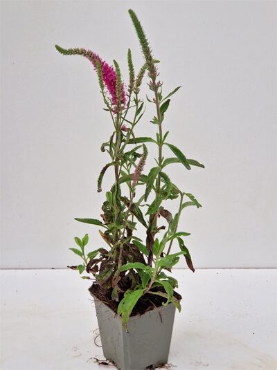 Ähriger Ehrenpreis 'Rosa Zwerg' / Ähriger Ehrenpreis 'Rosa Zwerg'