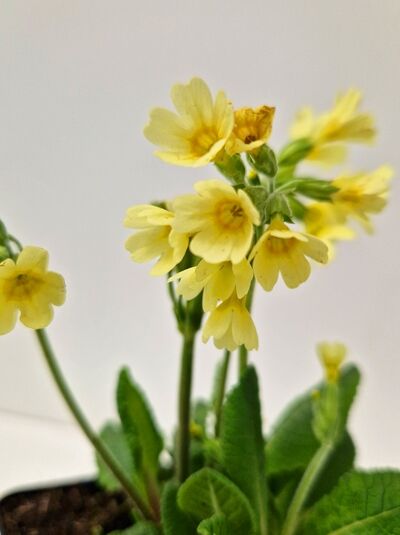 Himmelschlüssel / Wald-Schlüsselblume / Primula elatior