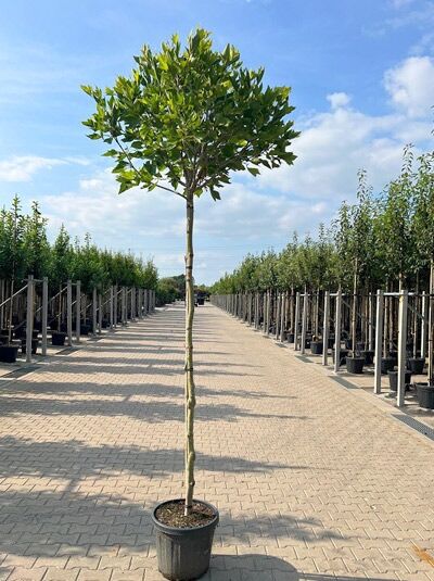 Kugel-Platane 'Alphen's Globe' - Platanus acerifolia 'Alphen's Globe'