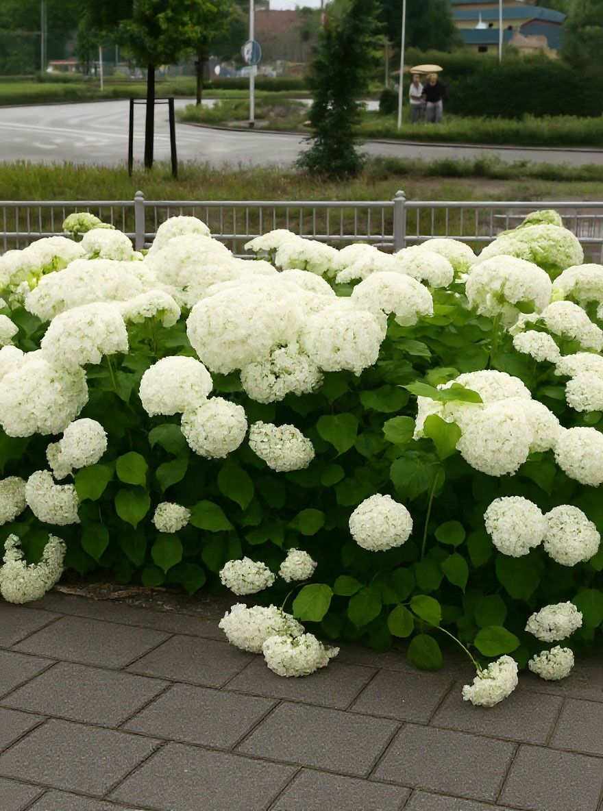 Schneeball-Hortensie 'Annabelle' - Hydrangea arborescens 'Annabelle'