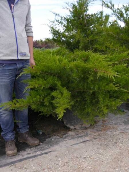 Juniperus pfitzeriana 'Mint Julep' / Grüner Pfitzer-Strauch-Wacholder 'Mint Julep', 100-125 cm (breit), im C20-Container