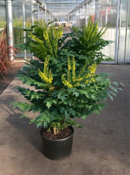 Mahonia media 'Charity' / Mahonie 'Charity' 80–100 cm C20 im Topf, grünes Laub mit gelben Blütenrispen