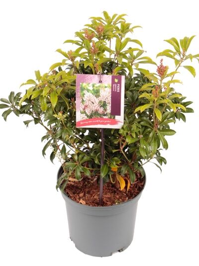 Japanische Lavendelheide 'Bonfire' / Pieris japonica 'Bonfire'