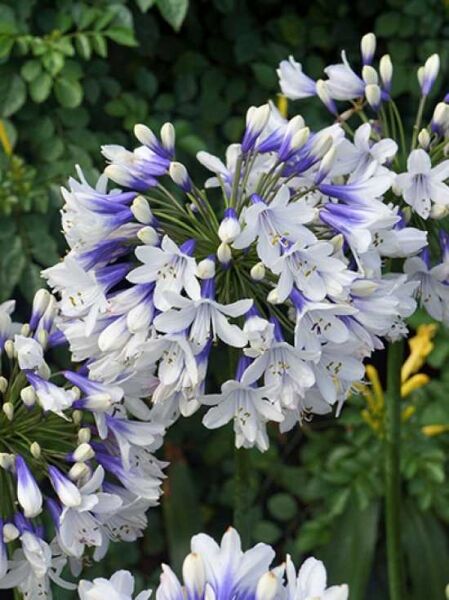 Schmucklilie 'Twister' / Agapanthus africanus 'Twister'