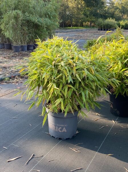 kleiner Formschnittbambus 'Moontears' ® / kleiner Formschnittbambus 'Moontears' ®