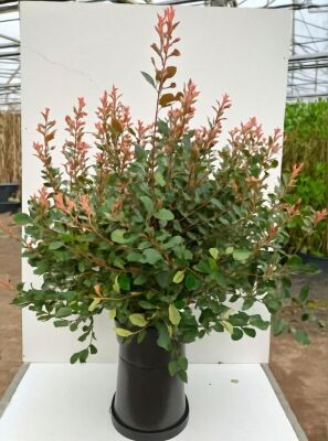 Zwerg-Glanzmispel 'Little Red Robin' - Photinia fraseri 'Little Red Robin'