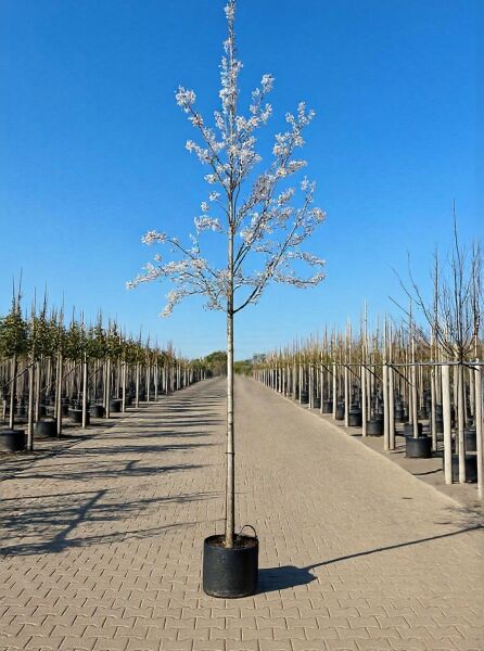 Kupfer-Felsenbirne (Amelanchier lamarckii) Hochstamm 10-12 StU im Container, schlanker Stamm mit verzweigter Krone und weißen Blüten.