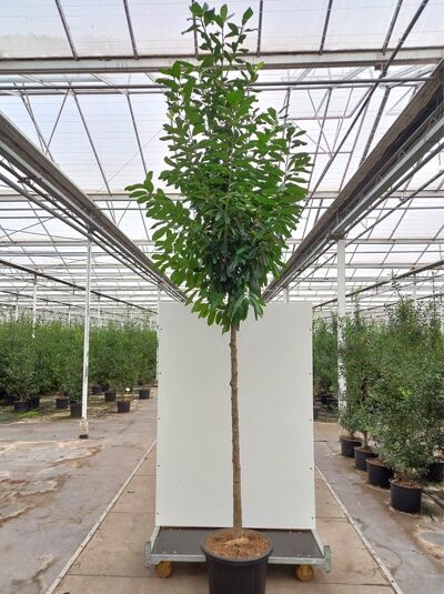 Prunus laurocerasus 'Novita' Hochstamm / Kirschlorbeer 'Novita' Hochstamm im Container, 200 cm Stamm, 16-18 StU