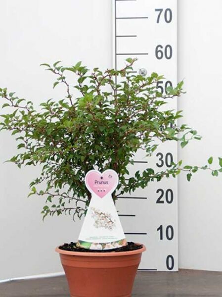 Prunus incisa 'Kojou-no-mai' (Frühkirsche) im Topf, buschiger Wuchs, ca. 60–80 cm, Container C12