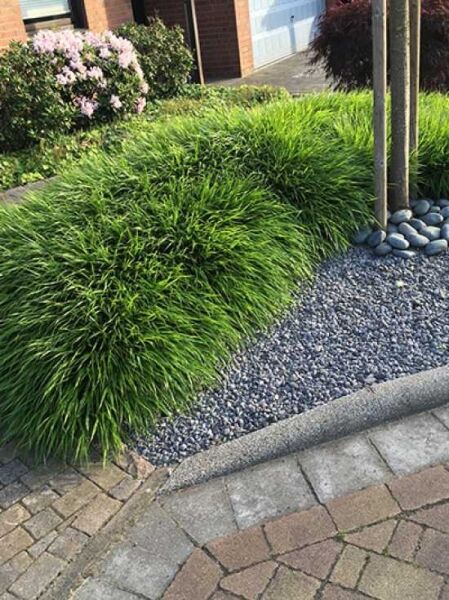 Japan-Berggras / Goldbandgras / Hakonechloa macra
