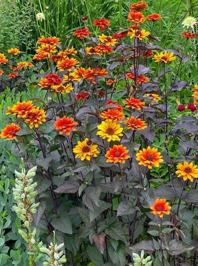 Sonnenauge 'Bleeding Hearts' / Heliopsis helianthoides var.scabra 'Bleeding Hearts'