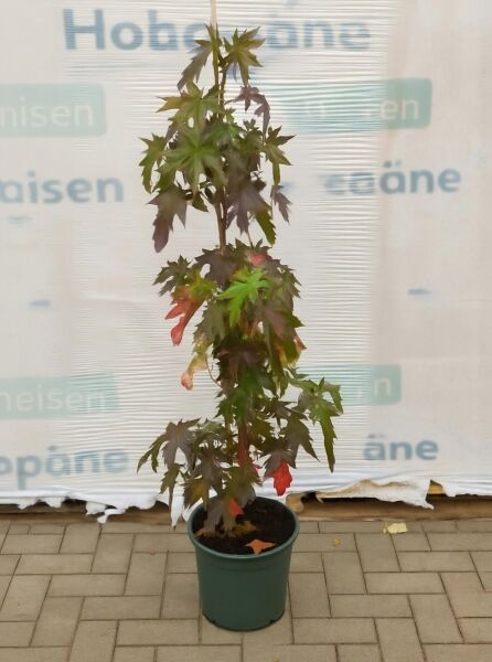 Liquidambar styraciflua 'Worplesdon' / Amberbaum 'Worplesdon' 80-100 cm C7 als junger Baum im Topf mit gelappten Blättern