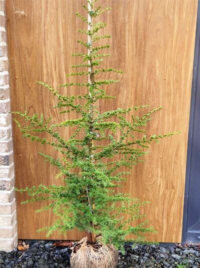 Libanon-Zeder / Cedrus libani