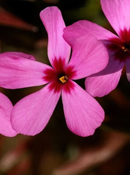 Moosphlox / Flamenblume 'Moerheimii' / Moosphlox / Flamenblume 'Moerheimii'