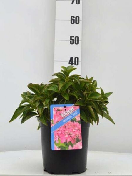 Teller-Hortensie 'Tovelit' (Hydrangea macrophylla) im Topf C3, grüne Blätter, Höhe 30–40 cm.