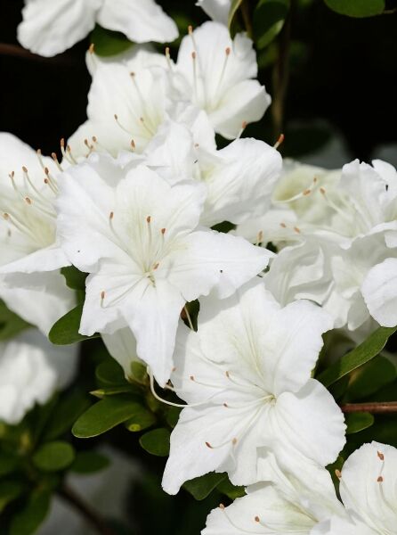 Japanische Azalee 'Schneesturm' / Japanische Azalee 'Schneesturm'