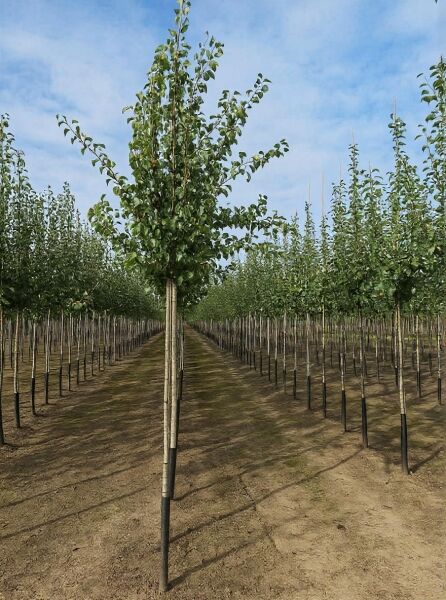Birne 'Clapps Liebling' (Pyrus communis 'Clapps Favourite') Hochstamm 14-16 StU mit Durchtrieb im Baumschulquartier