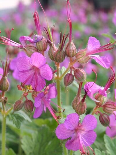 Balkan-Storchschnabel 'Bevan's Variety' - Geranium macrorrhizum 'Bevan's Variety'