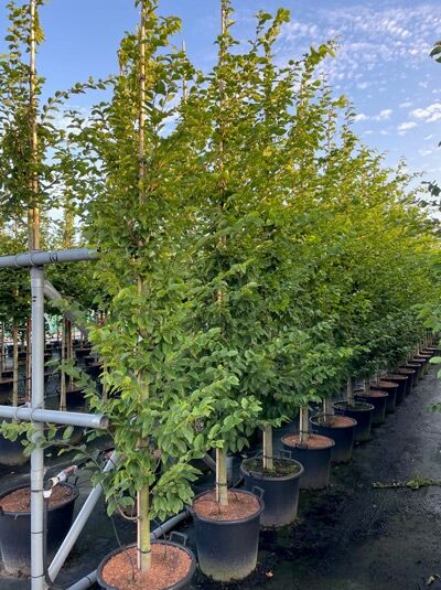 Säulen-Hainbuche Carpinus betulus 'Fastigiata', Pyramidenkrone, 250–300 cm, im Container C40 mit grünem Laubbaumstamm