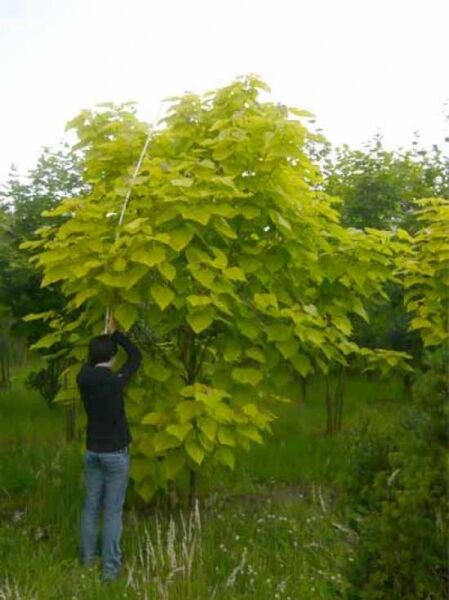 Gold-Trompetenbaum / Catalpa bignonioides 'Aurea'