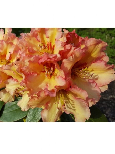 Rhododendron 'Showgirl'  / Rhododendron 'Showgirl' 