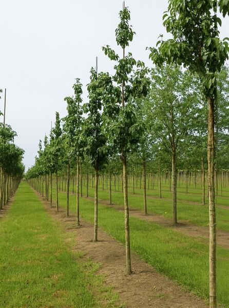 Nuttalls Blüten-Hartriegel (Cornus nuttallii 'Eddie's White Wonder') Hochstamm 14-16 StU mit durchgehendem Stamm und grüner Krone.