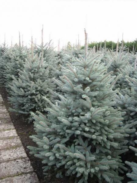Picea pungens 'Fat Albert' / Blaue Stech-Fichte 'Fat Albert' 175-200 cm m. Db., buschig wachsend mit blaugrünen Nadeln