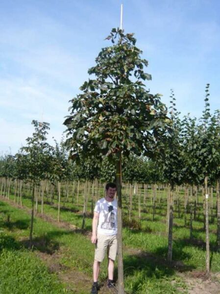 Gefülltblühende Rosskastanie Hochstamm Aesculus hippocastanum 'Baumannii', Stamm mit Krone und grünem Laub.