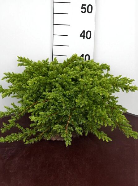 Juniperus conferta 'Schlager' – Kriech-Wacholder 'Schlager', 40–50 cm breit, im Container C10, bodendeckender Wuchs mit grünen Nadeln.