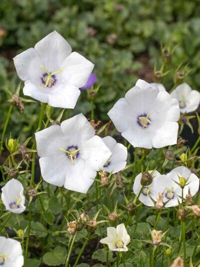 Karpaten-Glockenblume 'Jenny' / Campanula carpatica 'Jenny'