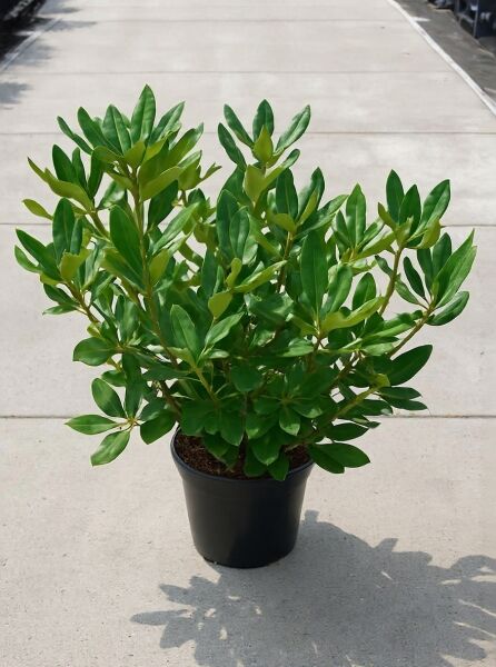 Rhododendron Hybride 'Nova Zembla' (Rhododendron 'Nova Zembla') 40-50 cm C7, immergrüner Strauch im Topf mit grünen Blättern