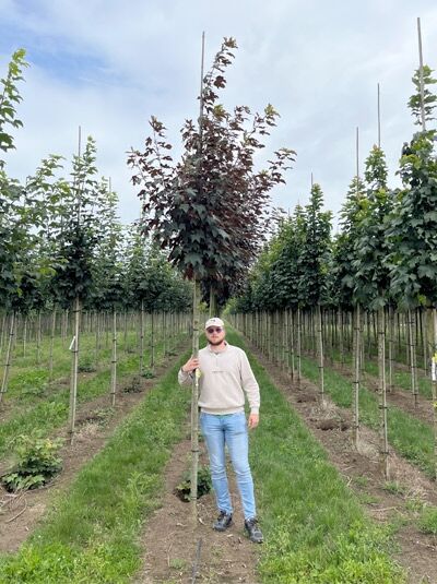 Acer platanoides 'Crimson King' / Blut-Ahorn 'Crimson King' Hochstamm 12-14 StU mit Drahtballen, rotlaubige Krone
