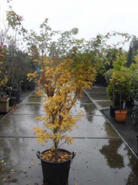 Acer palmatum 'Corallinum' / Fächer-Ahorn 'Corallinum' / Japanischer Ahorn