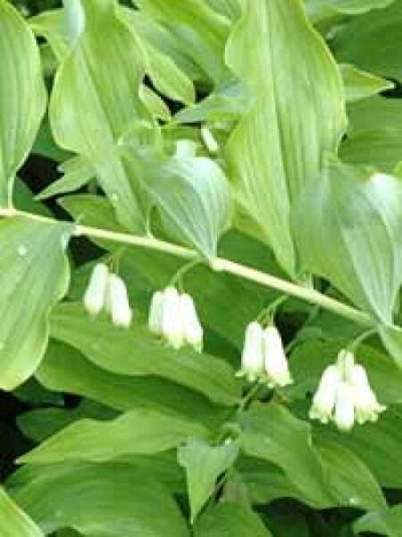 Salomonssiegel / Springwurz / Weißwurz / Polygonatum multiflorum