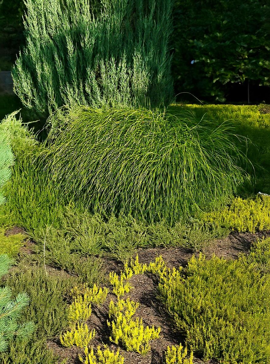 Faden-Lebensbaum 'Whipcord' - Thuja plicata 'Whipcord' - Baumschule  NewGarden