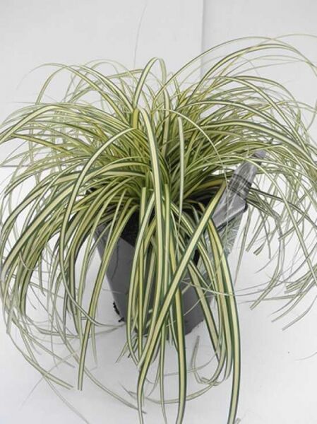 Japan-Gold-Segge 'Evergold' / Japan-Gold-Segge 'Evergold'