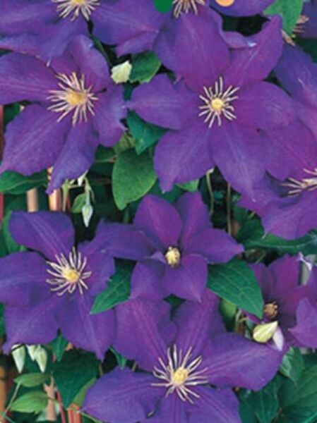 Clematis Hybride 'Luther Burbank' / Waldrebe 'Luther Burbank'
