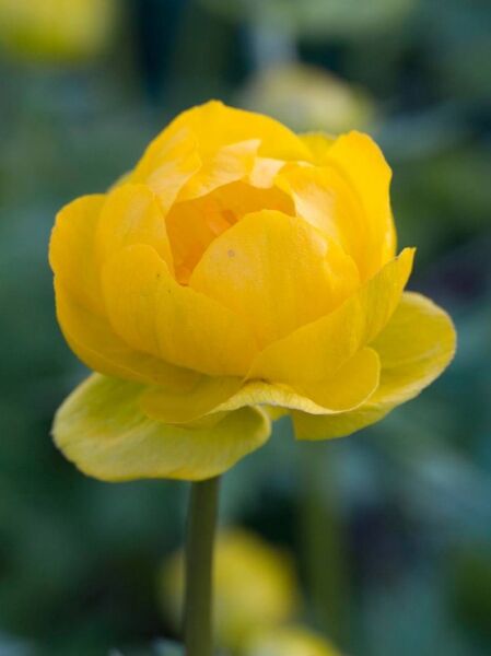 Trollius cultorum 'Earliest of All' / Trollblume 'Earliest of All', gelbe Blüte in Nahaufnahme am Stiel