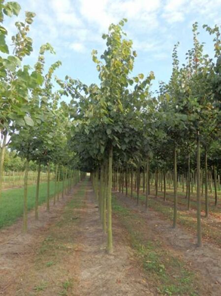 Tilia flavescens 'Glenleven' / Kegel-Linde 'Glenleven'