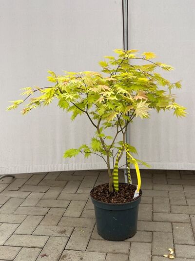 Japanischer Goldahorn 'Autumn Moon' / Vollmond-Ahorn - Acer shirasawanum 'Autumn Moon'