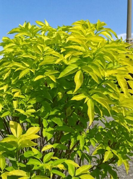 Sambucus nigra 'Aurea' (Gold-Holunder) mit leuchtend gelbem Laub, dichter Strauch mit gefiederten Blättern im Wuchsbild.