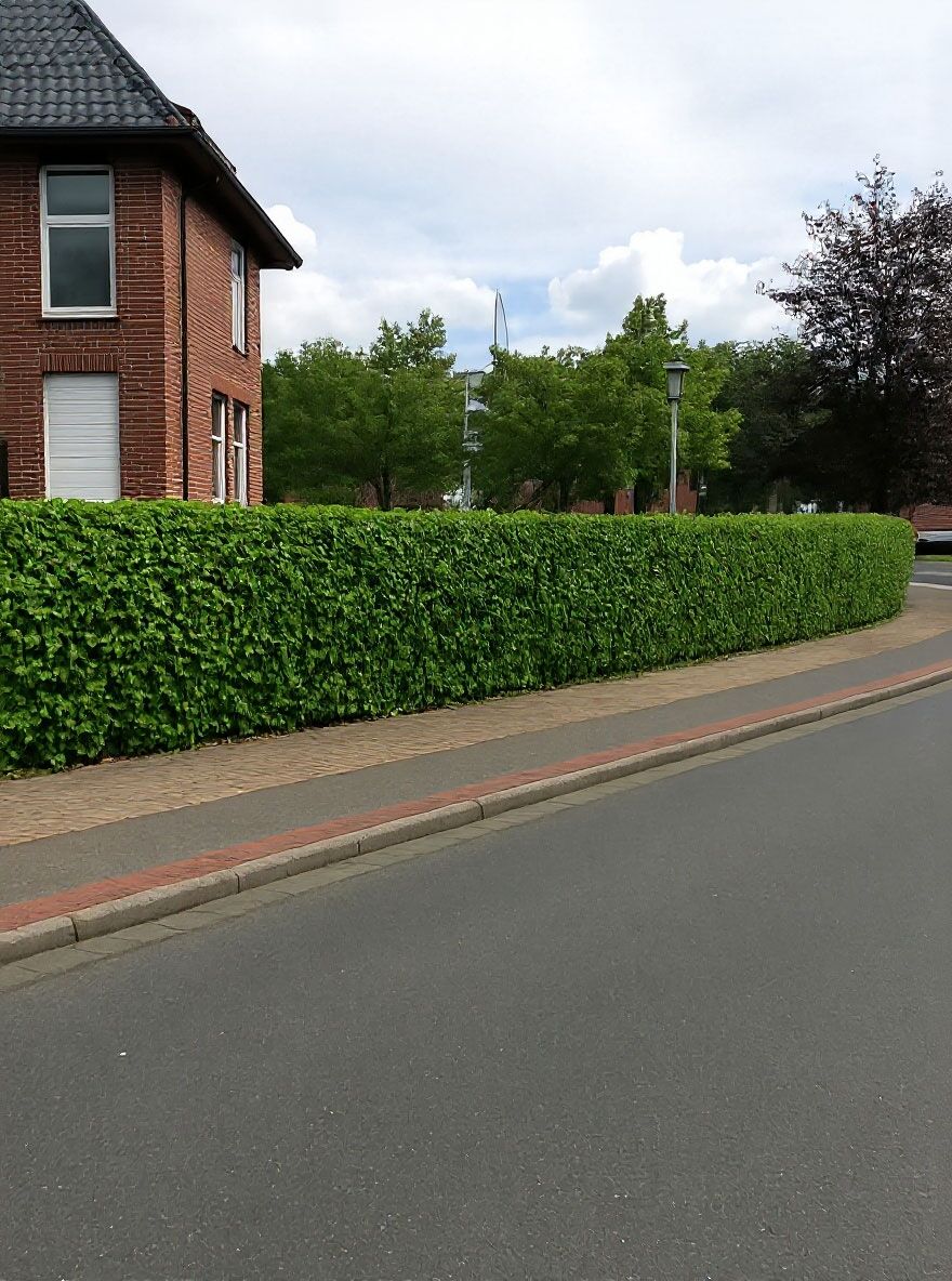 Irischer Efeu - Hedera hibernica / Hedera helix 'Hibernica' - Baumschule  NewGarden