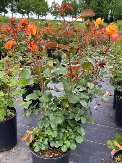 Edelrose Rosa 'Flaming Star' ® im Topf C5, aufrechter Strauch mit gelb-orangen Blüten und grünem Laub
