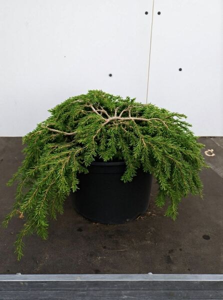 Tsuga canadensis 'Cole's Prostrate' / Kriechende Hemlocktanne, kriechender Nadelgehölzstrauch im Topf, 30–40 cm, C7