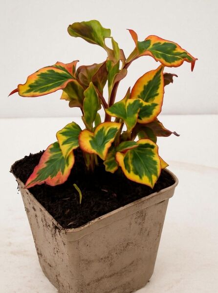 Chamäleonpflanze (Houttuynia cordata 'Chameleon') im P9-Topf, panaschierte grün-gelb-rote Blätter mit rötlichen Stielen