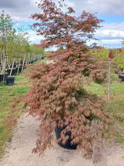 Roter Schlitz-Ahorn 'Dissectum Ornatum' / 'Dissectum Atropurpureum' - Acer palmatum 'Dissectum Ornatum' / Acer palmatum 'Dissectum Atropurpureum'