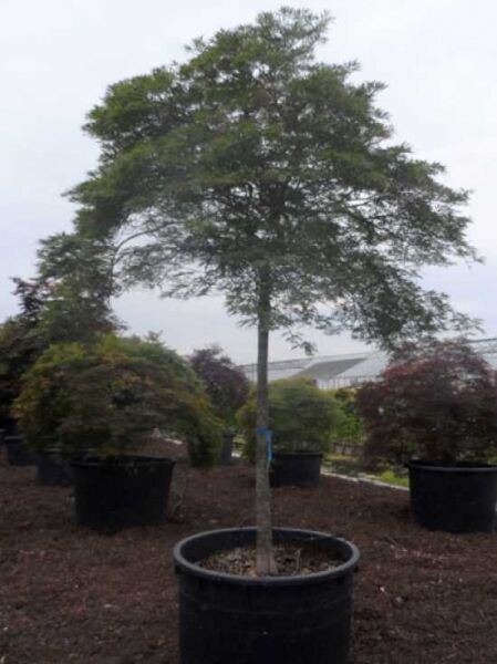 Grüner Schlitz-Ahorn Acer palmatum 'Dissectum' Hochstamm im Container, 20–25 StU, mit schirmförmiger Krone und grünen Blättern.