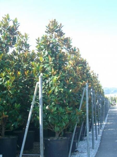 Magnolia grandiflora 'Galissonière' / Großblütige Magnolie 'Galissonière'